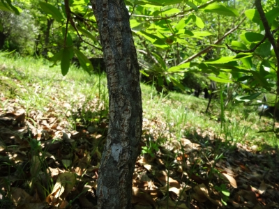 アベマキの樹皮