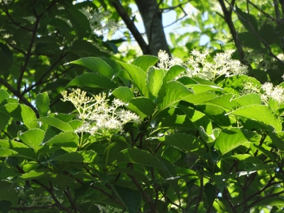 クマノミズキの花