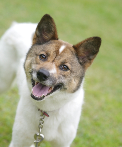 犬の写真