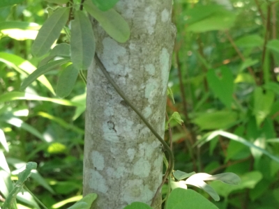 タムシバの樹皮