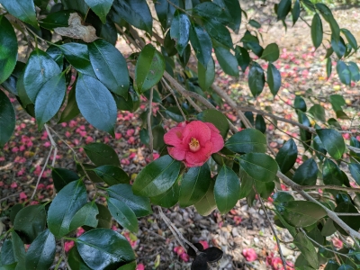 ヤブツバキの花