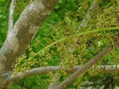 ヤマハゼの花（２）