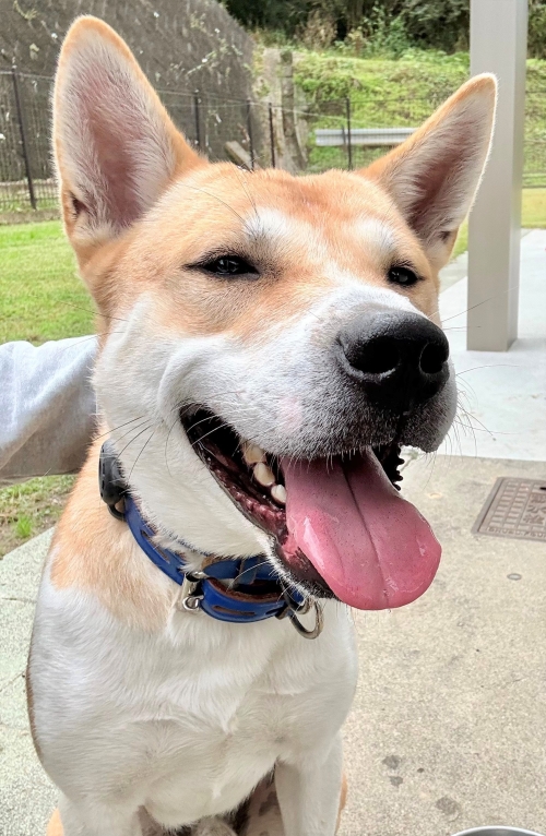 左寄せパターン