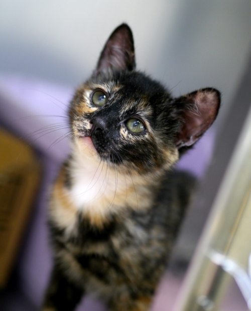 左寄せパターン