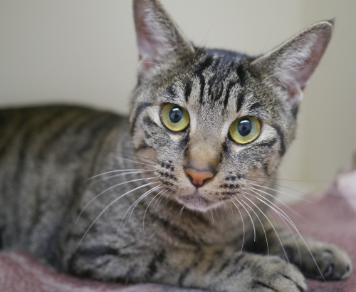 左寄せパターン