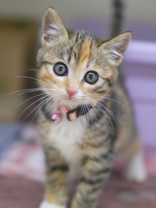 左寄せパターン