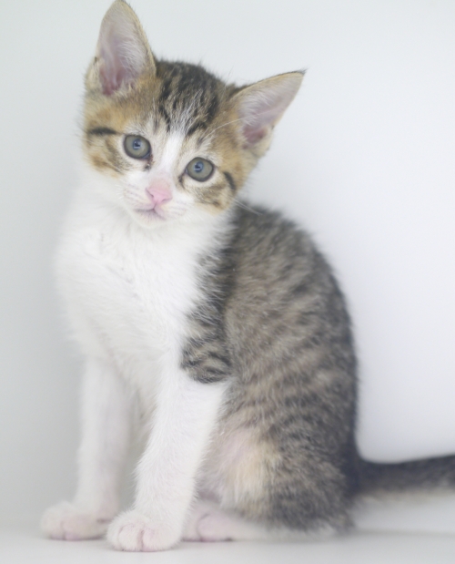 左寄せパターン