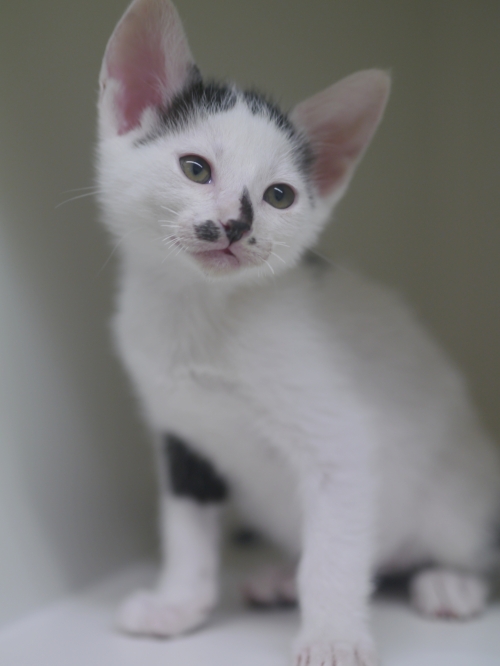 左寄せパターン