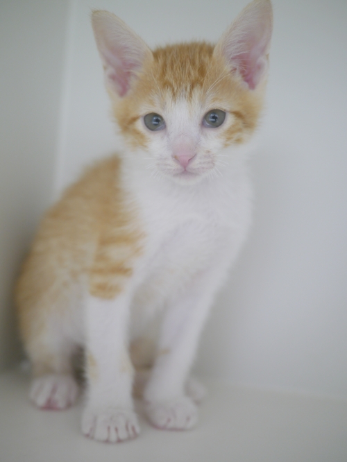 左寄せパターン