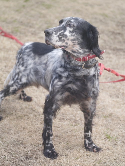 左寄せパターン