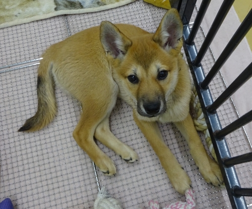 左寄せパターン