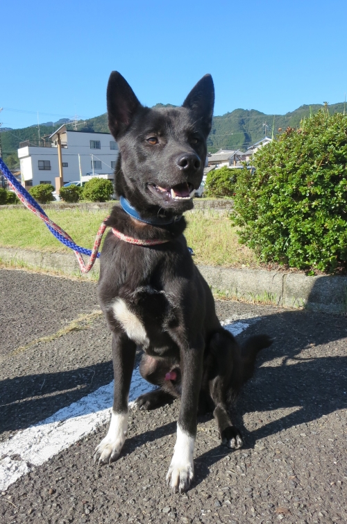 犬の写真